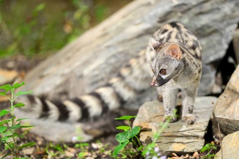 Common genet (Genetta genetta), wildlife in a forest, Montseny National Park, Catalonia, Spain,
