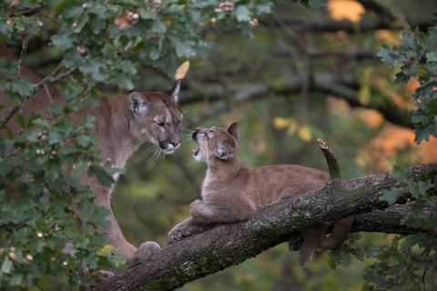 One cougar mother, Puma concolor, grooming her kitten, standing on a big branch high up in an oak