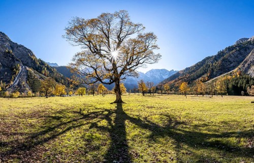 Sycamore maple with autumnal yellow foliage and Solaster endeca, Großer Ahornboden in autumn,
