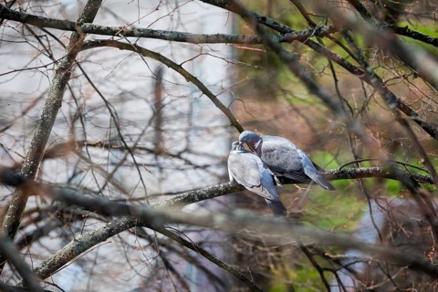2 wood pigeons (Columba palumbus) sitting on a tree, pair, Coswig, Saxony, Germany, Europe