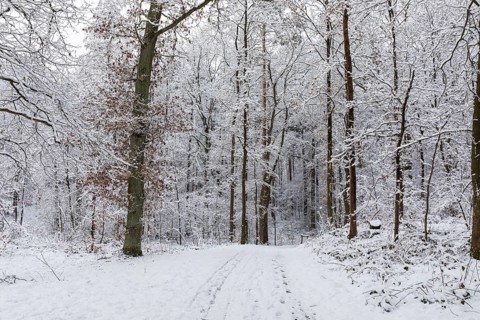 Snow-covered forest path in the Friedewald near Niederau, Moritzburger Teichgebiet, Saxony,