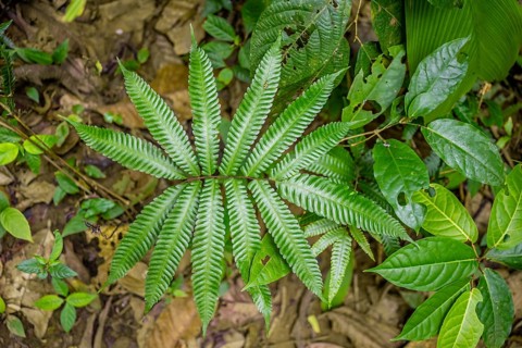 Fern in the tropical rainforest, Corcovado National Park, Osa Peninsula, Puntarena Province, Costa