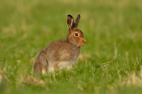 Mountain hare (Lepus timidus) adult animal in its summer coat on a hillside meadow, Cairngorm