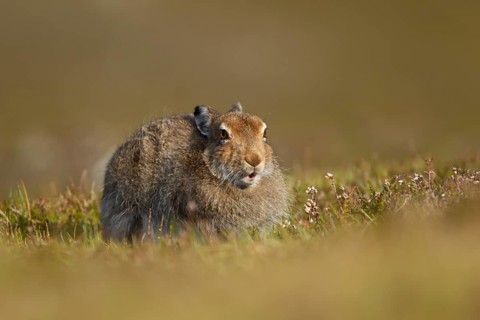 Mountain hare (Lepus timidus) adult animal in its summer coat resting on a hillside, Cairngorm