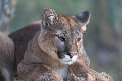 Young adult cougar, Puma concolor, frontal portrait with greenish background