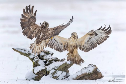 Common buzzard (Buteo buteo) Interaction of two birds of prey, food competitor, spreading wings,