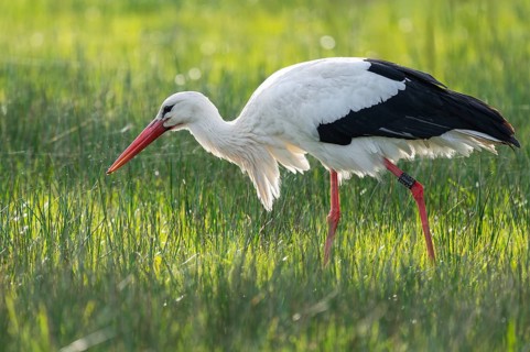 White stork (Ciconia ciconia) foraging in a meadow, spider threads on the grass, Lower Saxony,