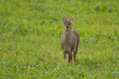 Chinese water deer (Hydropotes inermis) adult animal in a farmland field, England, United Kingdom,