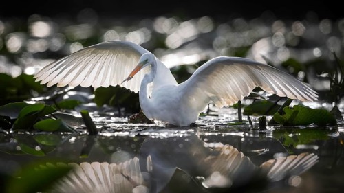 Great White Egret (Ardea alba) Winter visitor, migratory bird, resting bird, foraging, with fish as