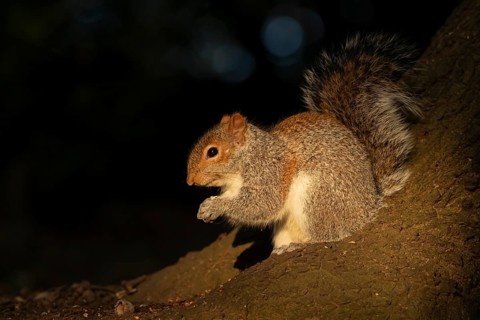 Grey squirrel (Sciurus carolinensis) adult animal feeding on a nut on a tree trunk, England, United