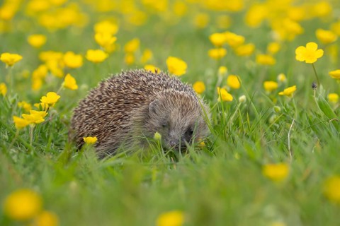 European hedgehog (Erinaceus europaeus) adult animal in a spring time meadow with flowering