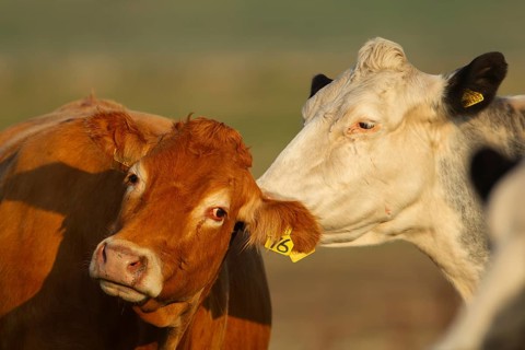 Domestic cattle or cow (Bos taurus) farm animals adult mother washing a juvenile baby calf in a