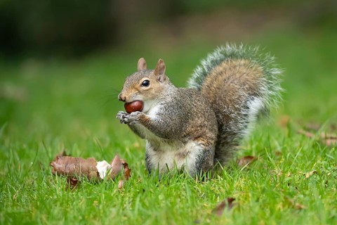 Grey squirrel (Sciurus carolinensis) adult animal feeding on a Horse chestnut tree nut or conker in
