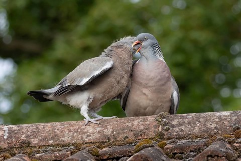 Wood pigeon (Columba palumbus) two birds adult bird feeding a juvenile baby cobb on an urban house