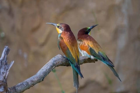 Two European bee-eater (Merops apiaster) sitting on a twig in front of a breeding cliff