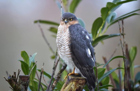 Sparrowhawk, (Accipiter nisus) sitting in cherry laurel, Schleswig-Holstein, Germany, Europe