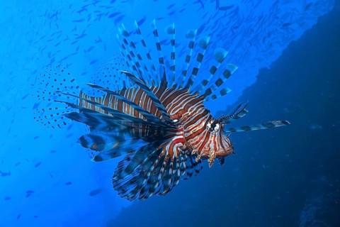 Pacific red lionfish (Pterois volitans) with spread fins poisonous spines poisonous marine animal