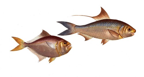 Fish, fish, left: Group of perch relatives, Scomber minutus, the little mackerel, the little