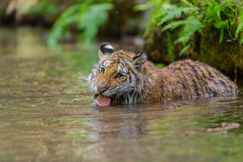 One young female Siberian Tiger, Panthera tigris altaica, lying resting in the cool fresh water of