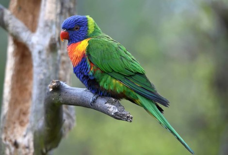 Lorikeet, (Loriini) in Marlow Bird Park, Mecklenburg-Western Pomerania, Germany, Europe