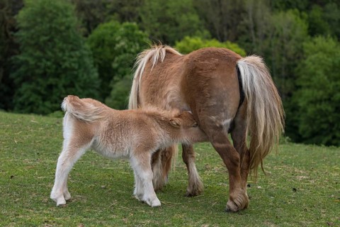 Falabella mare suckling foal, The Falabella (Equus ferus caballus) is the smallest horse at all