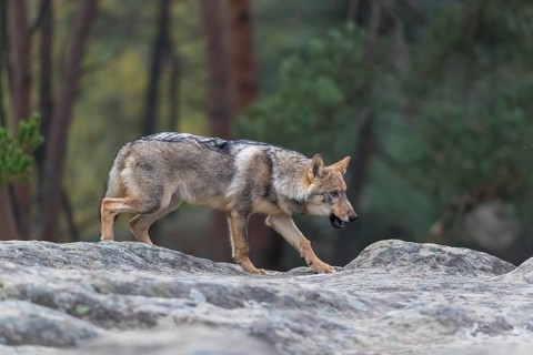 One young male eurasian gray wolf (Canis lupus lupus) running thru a forest with rocks and heather.