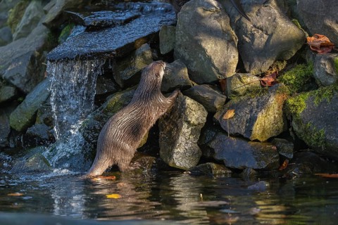 One oriental small-clawed otter or Asian small-clawed otter (Aonyx cinerea), in a creek in front of