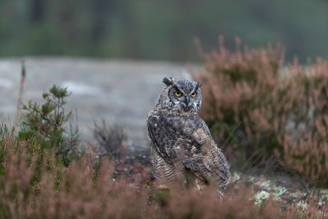 One adult Great horned owl (Bubo virginianus) sitting on the ground between heather. A forest in