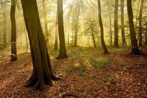 Morning atmosphere in the deciduous forest, sunbeams break through morning fog, Freyburg (Unstrut),