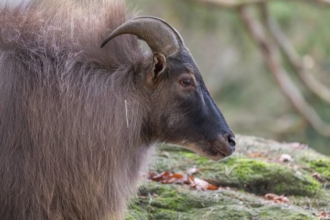 One male Himalayan Tahr (Hemitragus jemlahicus) standing in a forest. Green and yellow forest in