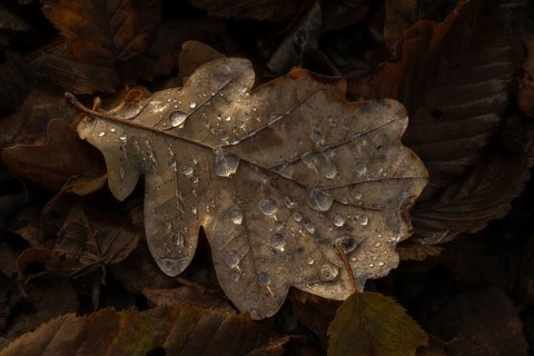 A leaf with water droplets lies on the floor. The leaf is brown and the water droplets are clear.