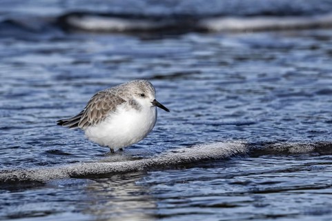 Sanderling (Calidris alba) in non-breeding plumage foraging in shallow water on the beach along the