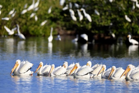 Rhinoceros Pelican (Pelecanus erythrorhynchos), adult, group, in water, fishing, wintering,