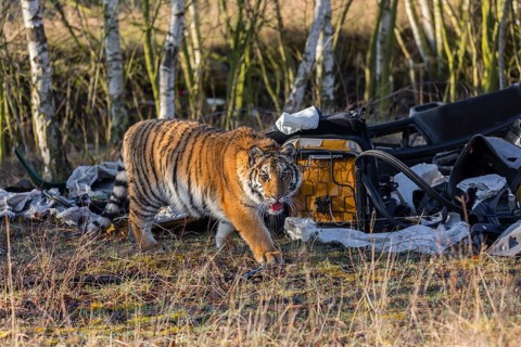 One young female Siberian Tiger, Panthera tigris altaica, walking thru a waste dump with car parts.