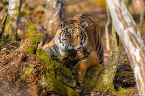 One young female Siberian Tiger, Panthera tigris altaica, playing with some rotten wood in a birch
