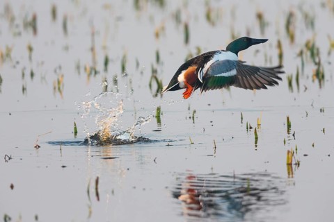 Northern Shoveler (Anas clypeata), male duck taking off in flight from lake, in display flight,