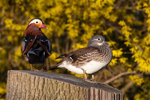 Mandarin duck (Aix galericulata), pair in mating season, sitting on a tree trunk, Heiligenhaus,