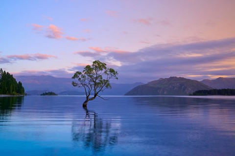 A single tree in a lake at dawn, surrounded by mountains, summer, Lake Wanaka, Wanaka, Otago, South