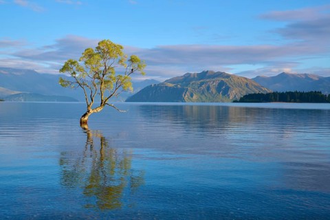 Single tree in the clear water of a lake with mountains in the background and calm atmosphere,
