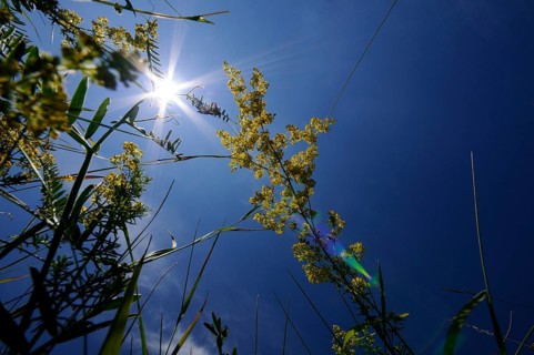 Rays of sunshine shine through yellow flowers and grasses set against a clear, deep blue sky,