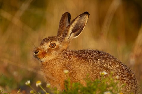 European brown hare (Lepus europaeus) juvenile baby leveret in grassland in summer, England, United