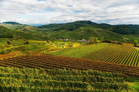 Hilly landscape and vineyards in autumn, near Oberbergen, Kaiserstuhl, Baden-Württemberg, Germany,
