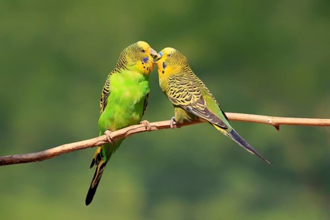 Budgerigar (Melopsittacus undulatus), adult, pair, male, female, two, in perch, courtship, social