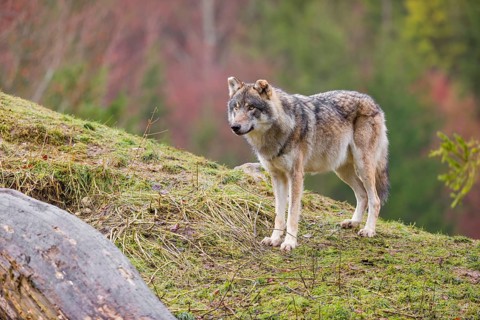 An adult male grey wolf (Canis lupus lupus) stands on a sloping meadow on a hill and observes the