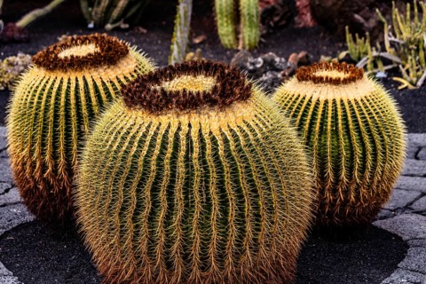 2016, Guatiza, Lanzarote, Jardin de Cactus by Cesar Manrique, ESP, Spain, Canary Islands, Canary