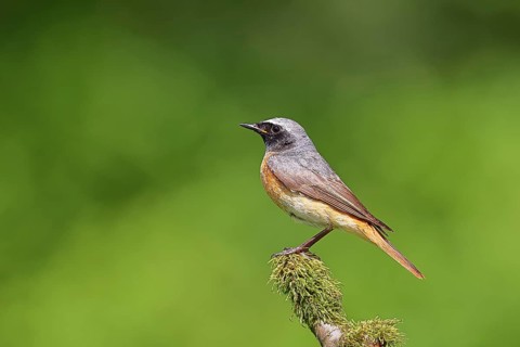 Redstart (Phoenicurus phoenicurus), male on a mossy branch, songbird, wildlife, Siegerland, North