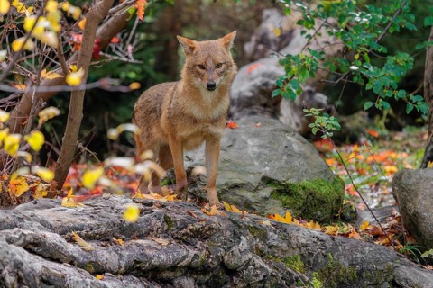 A golden jackal (Canis aureus) stands on a rotting tree lying on the ground between bushes and