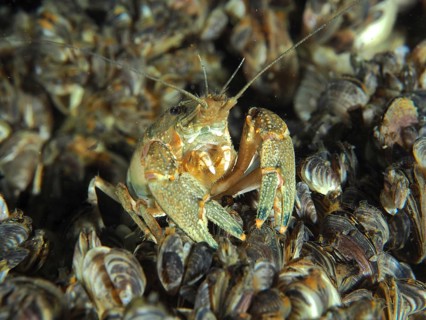 Crayfish (Faxonius limosus), American crayfish, invasive species sits surrounded by quagga mussels