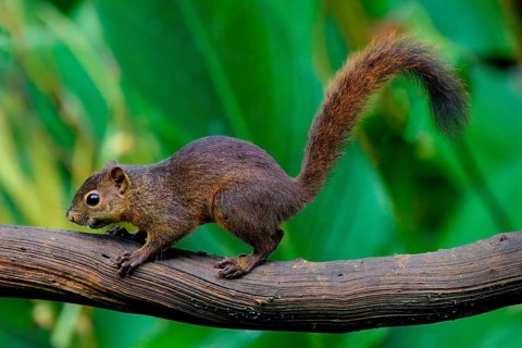 Variegated squirrel (Sciurus variegatoides) climbing on a branch, Costa Rica, Central America