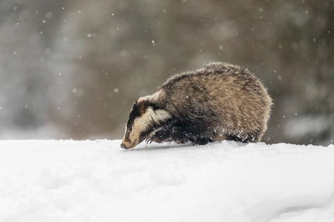 One young European badger (Meles meles) walking through deep snow during snow fall